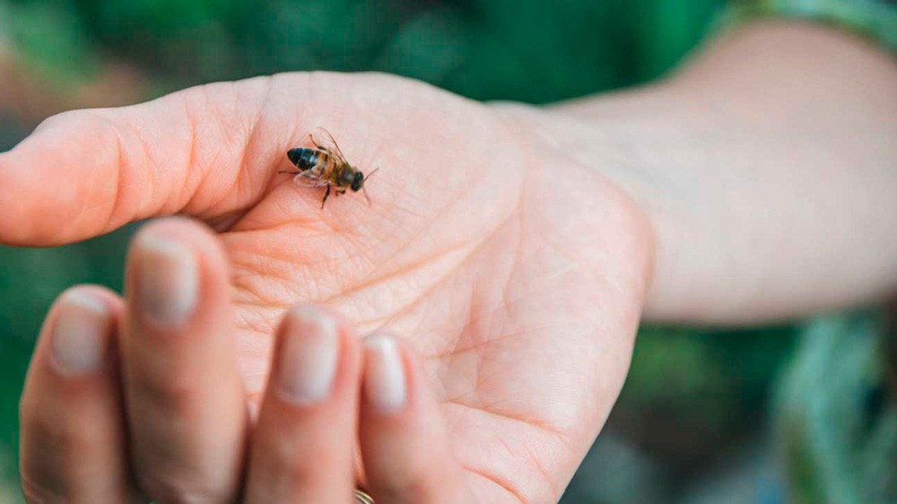 palma de una mano con una abeja